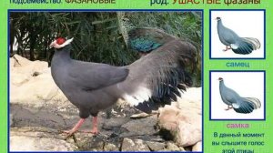 Фазан. Голоса птиц