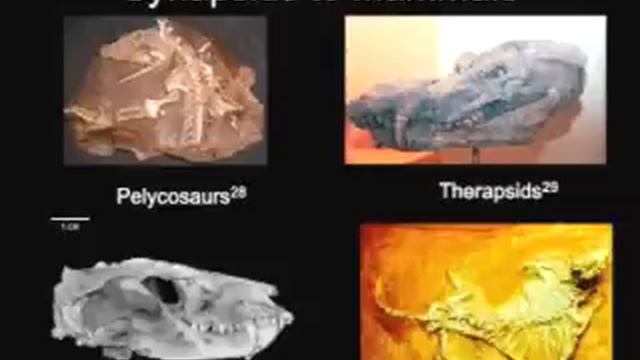 Extant Dodos' Fossil Record смотреть онлайн