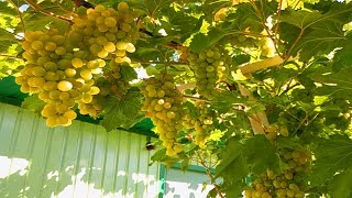 Обработка винограда содой во время созревания смотрим результат.Профилактика винограда от болезней смотреть онлайн