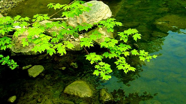 Синяя птица - "Клён" смотреть онлайн