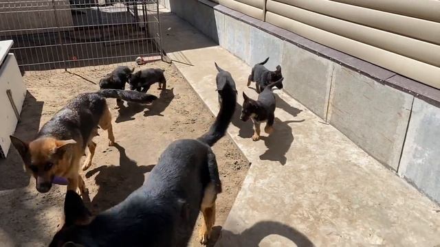 ВАКЦИНАЦИЯ ЩЕНКОВ ЭТО СТРЕШ