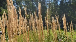 Цветник: вербейник, японская анемона, остроцветковый вейник.