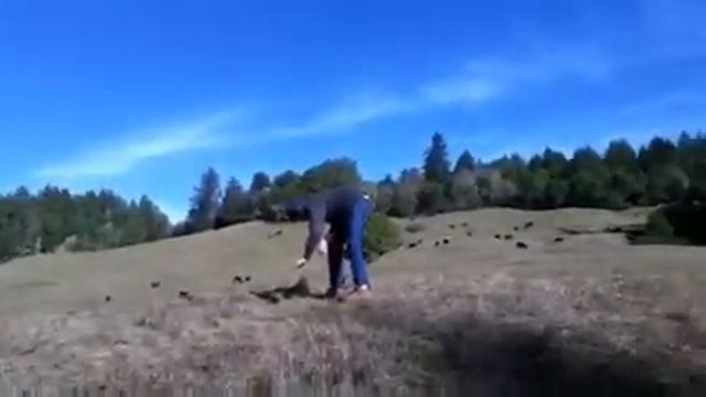 Rocket cows смотреть онлайн