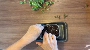 Будра плющелистная Как сохранить зимой и размножить