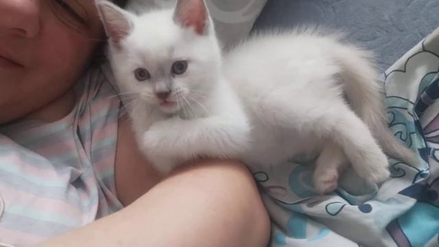 Шотландская прямоухая девочка окраса Блю Поинт #scottishcat#scottish"kitten#scottishstrite# смотреть онлайн