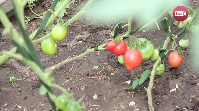 Блог садовода и огородника Светланы Кацаповой 87 вып (помидоры, виноград, юка) смотреть онлайн