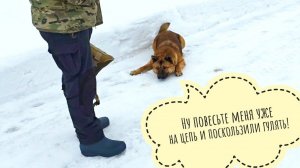 Всё в ледяной корочке. Пёс Кубик на льду и новый вид арбузинга собаченьки. Я обидела котика Пуаро