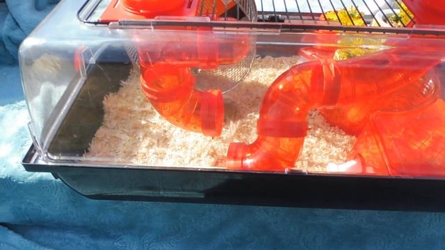 ХОМКОЛЕНД для хомячков #КЭМПБЕЛЛА 10.06.23 #ХОМКИ в НОВОЙ клетке ТЕРРАРИУМ INTER ZOO с ЛАБИРИНТОМ смотреть онлайн