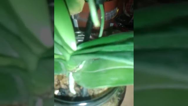 orhideja Dendrobium nobile 2 смотреть онлайн