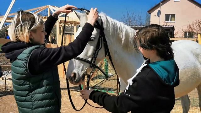Одеваем уздечку лошади. Уроки для новичков. смотреть онлайн