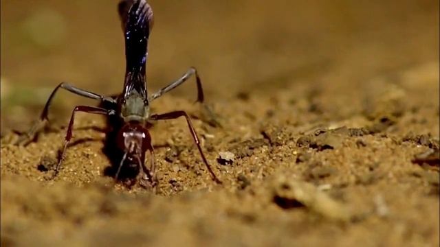 Аммофила песчаная - крупная оса. смотреть онлайн