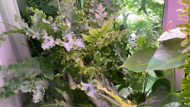 Папоротники, антуриумы | Как поживают кактусы | Будни цветовода | 16.06.2022г. смотреть онлайн