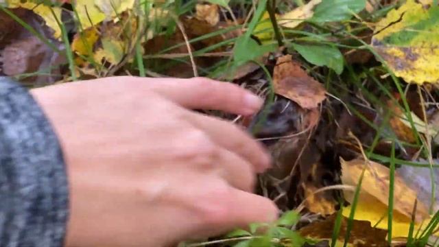 Грибалка в Санкт-Петербурге: осень 2022 в Петергофском лесу смотреть онлайн