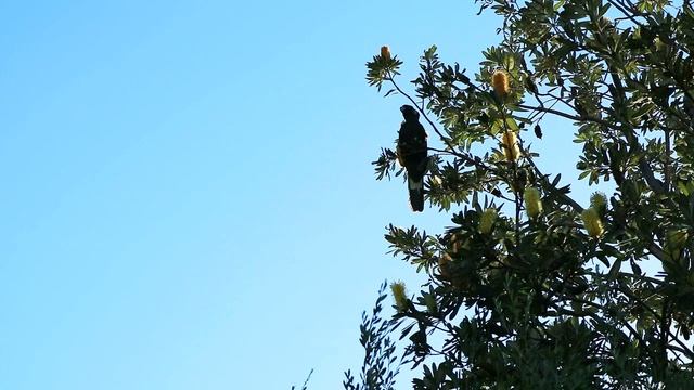 Птица за $50 тысяч долларов ? ОЧЕНЬ РЕДКИЙ ЧЕРНЫЙ КАКАДУ смотреть онлайн