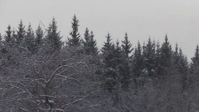 Февральское.Утро.От.09.Февраля.Среда.2022.Года.Февраль.Последний.Месяц.Уходящей.Зимы. смотреть онлайн
