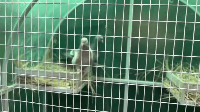 Грустный день в голубиной стаи… смотреть онлайн