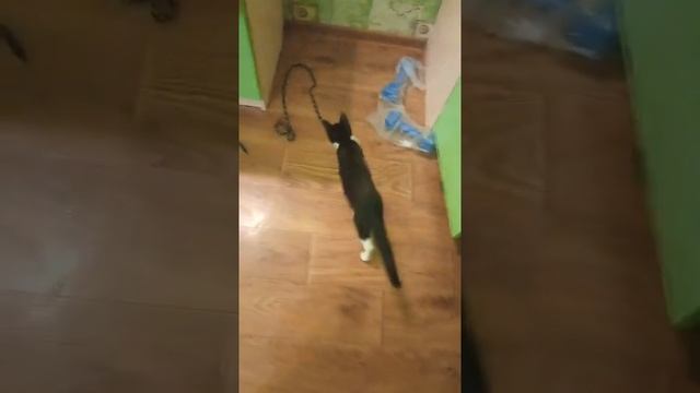 Кот смотреть онлайн