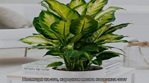 Диффенбахия — почему нельзя держать дома