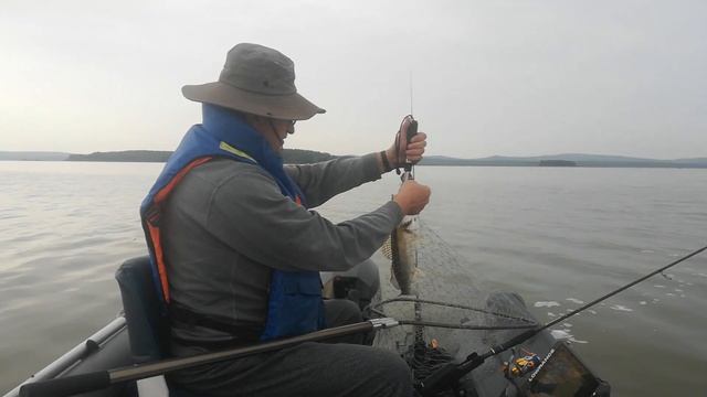 Судак на Волчихинском водохранилище. смотреть онлайн