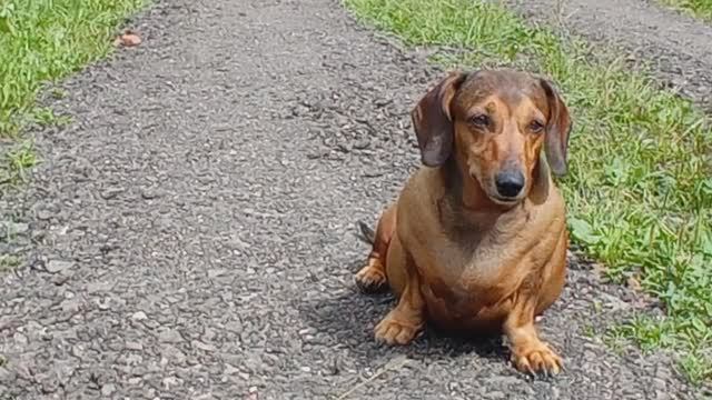 Манька неспешно идёт домой, лето, жара... (2021:07:03_10:23:52)