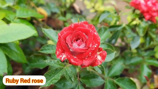 ROSE PLANTS NEW COLLECTION || BEST ROSE PLANTS SALES || ONLINE SALES ROSE PLANT смотреть онлайн