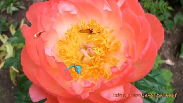 Пион травянистый Корал Суприм (koral-suprim) ? обзор: как сажать, луковицы пиона Корал Суприм смотреть онлайн