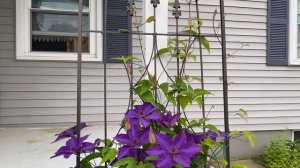 Клематис « Президент».