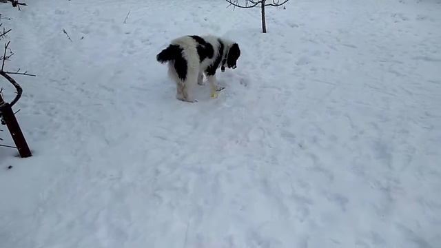 Длинношёрстный Алабай Яша в 10мес. смотреть онлайн