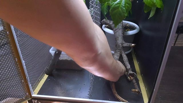 ЗАПУСК ТЕРРАРИУМА С ХАМЕЛЕОНАМИ / TERRARIUM WITH CHAMELEONS смотреть онлайн