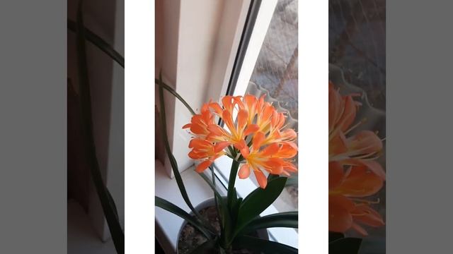 КЛИВИЯ оранжевая цветение ,комнатные растения смотреть онлайн