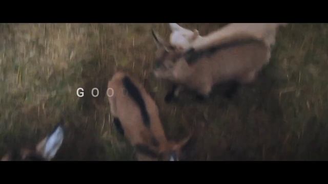 Козочки.Детский сад для маленьких козлят. смотреть онлайн
