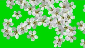 ФУТАЖ Весенние цветы (хромакей) -