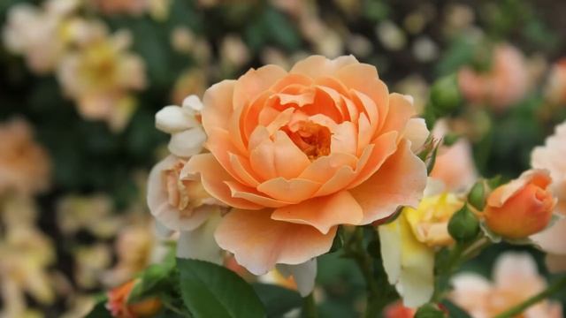 Истории из жизни. Жизненные истории. Интересные истории. Душевные истории. Увлекательные истории.