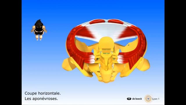 Vidéo sonorisée Les muscles abdominaux смотреть онлайн