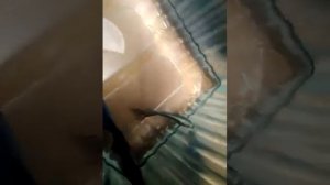 вот что будет если двух петушков посадить вместе