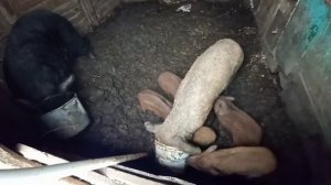 Кормлю свиней рыбой