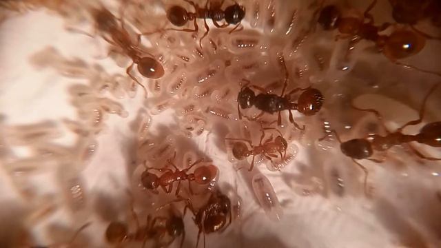 Myrmica rubra. Что у них там? смотреть онлайн