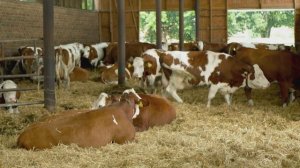 Простоквашино - Реклама