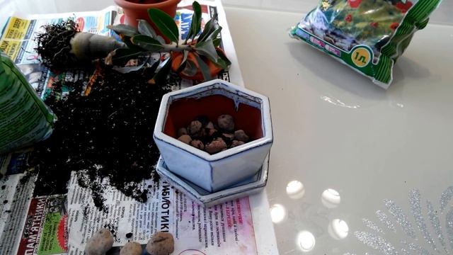 Адениум. Пришло время пересадки смотреть онлайн