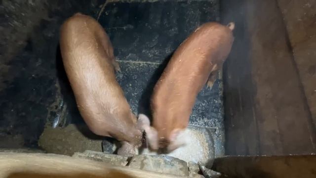 ЗАЧЕМ МЫ ЭТИМ ЗАНИМАЕМСЯ? В ЧЕМ ЗДЕСЬ ВЫГОДА? НАША ФЕРМА! ЖИЗНЬ ПРОСТЫХ ЛЮДЕЙ В ДЕРЕВНЕ!