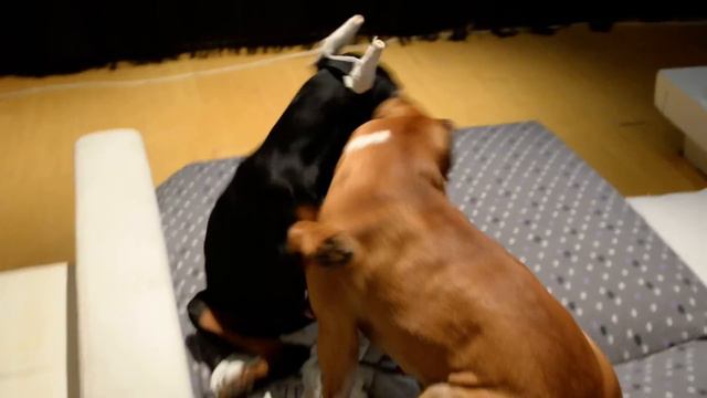 Doberman vs Pitbull Full Fight in HD 1080p Dog Fight смотреть онлайн