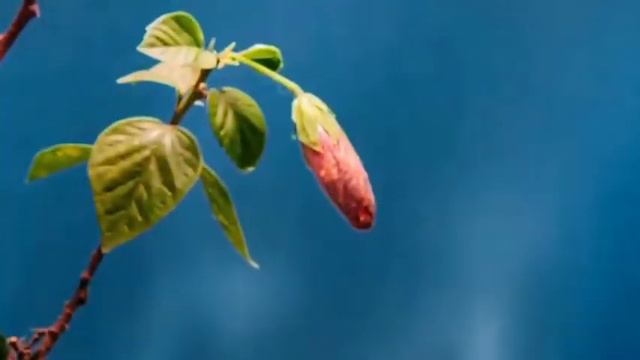 Hayot Jilg‘alari Ruknidan #Tog‘ Olmasi Ibratli Hikoya