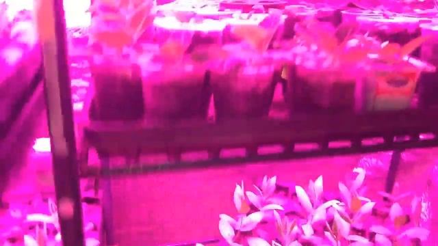 Перевалка эустомы в большие горшочки ☘️☘️☘️ смотреть онлайн