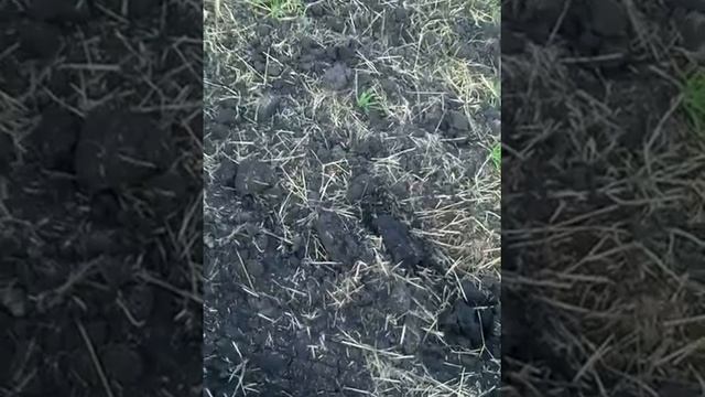 Поездка за соломой смотреть онлайн