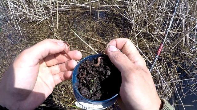 ТОЛЬКО ЗАБРОСИЛ УДОЧКУ, И СРАЗУ КАРАСЬ! ЛОВЛЯ КАРАСЯ НА БОКОВОЙ КИВОК. Рыбалка на карася 2022 смотреть онлайн