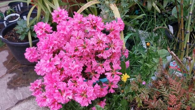 Rhododendron " Madame Albert Van Hecke " a bright pink explosion cheering you up in the darkest day смотреть онлайн
