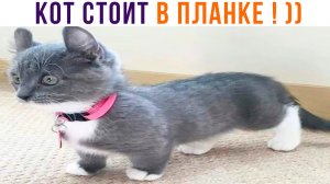 КОТ СТОИТ В ПЛАНКЕ! ))) Приколы с котами | Мемозг 1294
