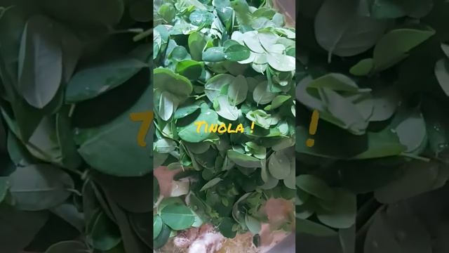 Chicken Tinola Soup/HunnyBunnyVlogs