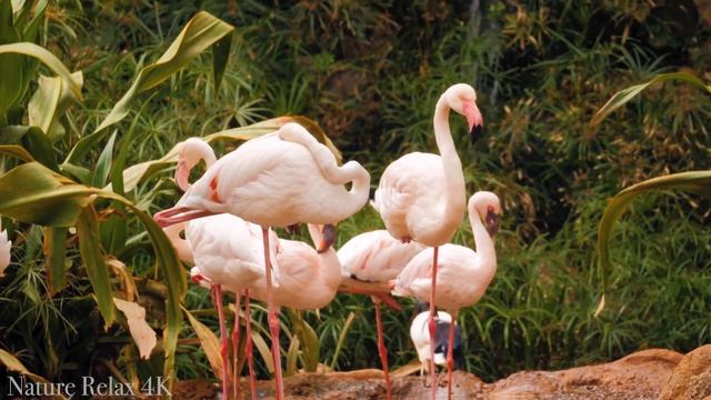 Rainforest Birds In 4K - Colorful Breathtaking Birds With Calming Music - 4K Video ULTRA HD