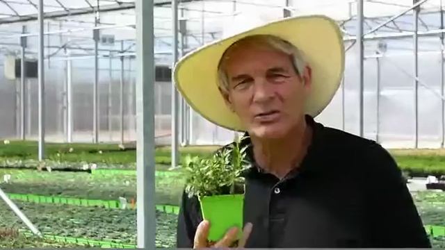 Iberis Sempervirens 'Snowflake' - Candytuft